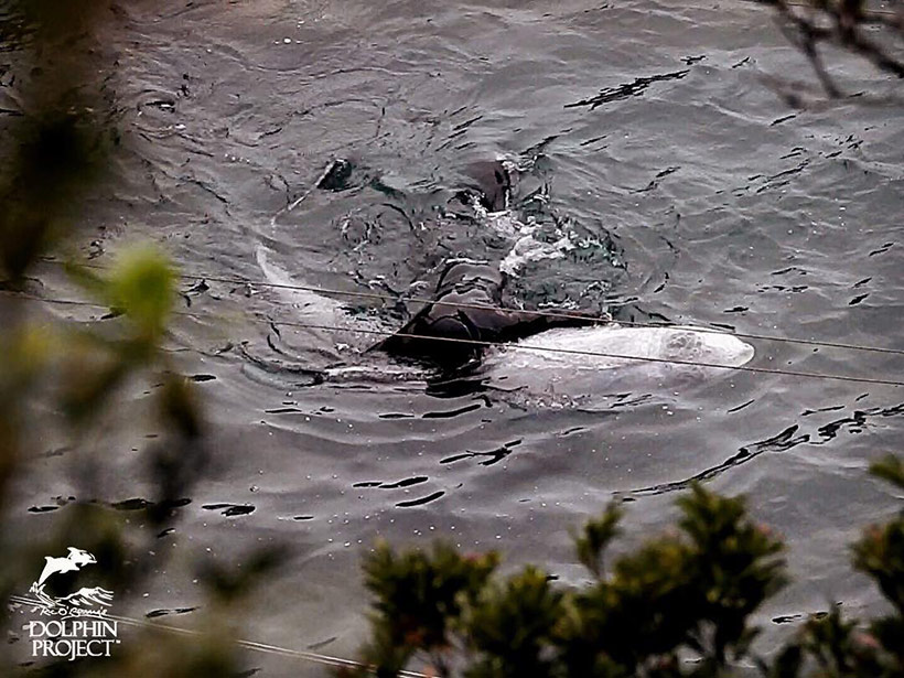 Ein Taucher packt den wehrlosen Delfin grob an seinen Flossen und schob ihn so in den Tod