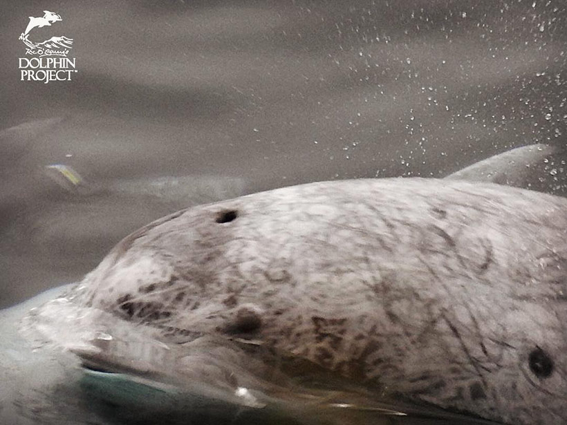 Junger verängstigter Risso's Delfin drückt sich an sein Familienmitglied