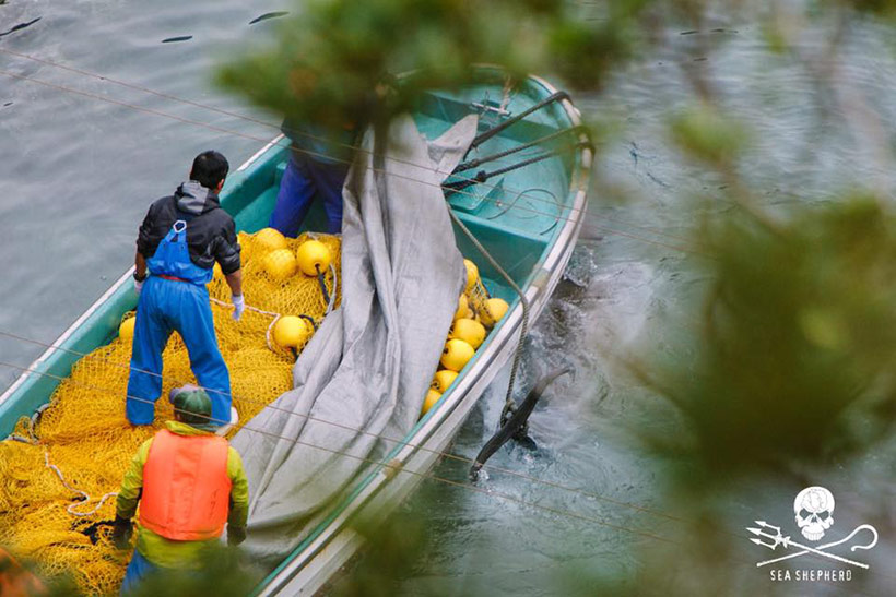 Letzte Sich auf die ermordeten Risso's Delfine bevor die Killer sie mit Planen abdecken um die Schande Taiji's vor der Welt zu verbergen