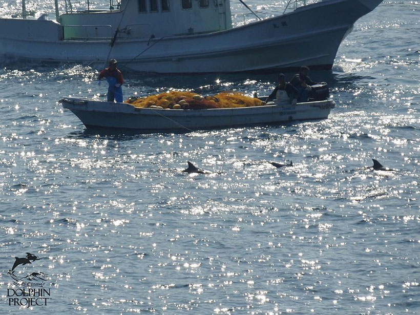 Ein Killer bewirft die Streifendelfinfamilie mit einem Eisengewicht an einer Schnur befestigt währen der Treibjagd kurz vor der Bucht