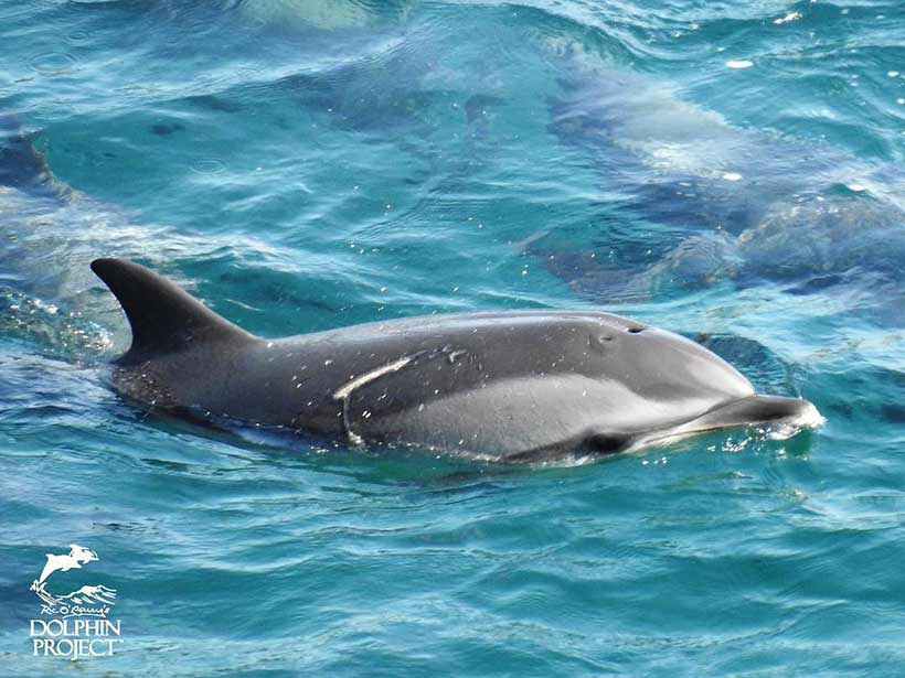 Von Schiffschraube verletzter Streifendelfin während des Terrors und Massaker in der Bucht