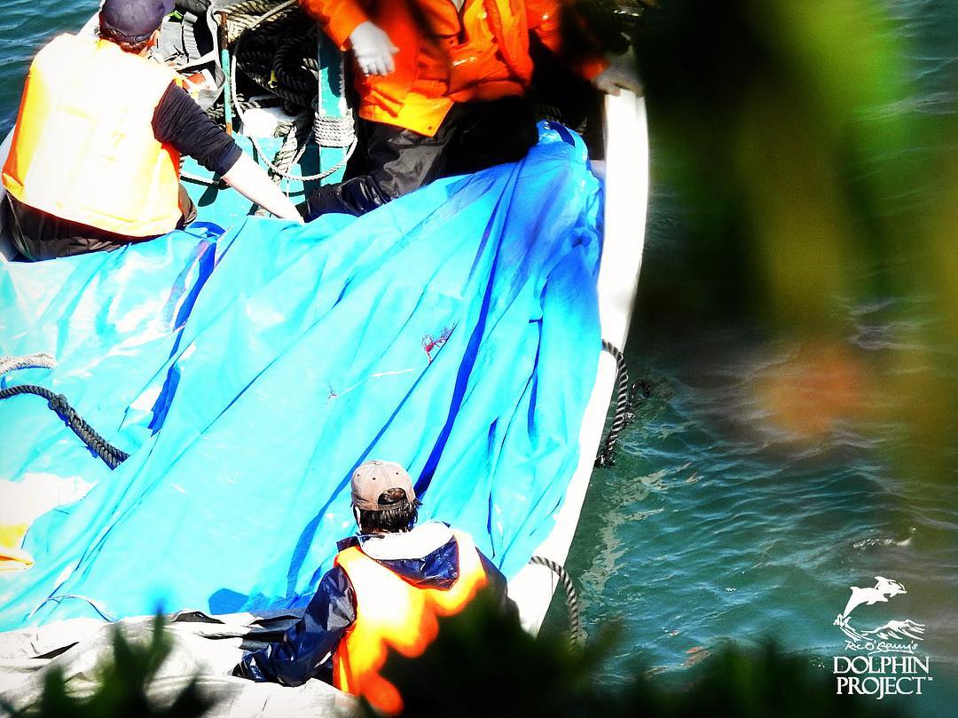 Killer fahren mit gefesselten Delfinleichen unter den Planen heraus