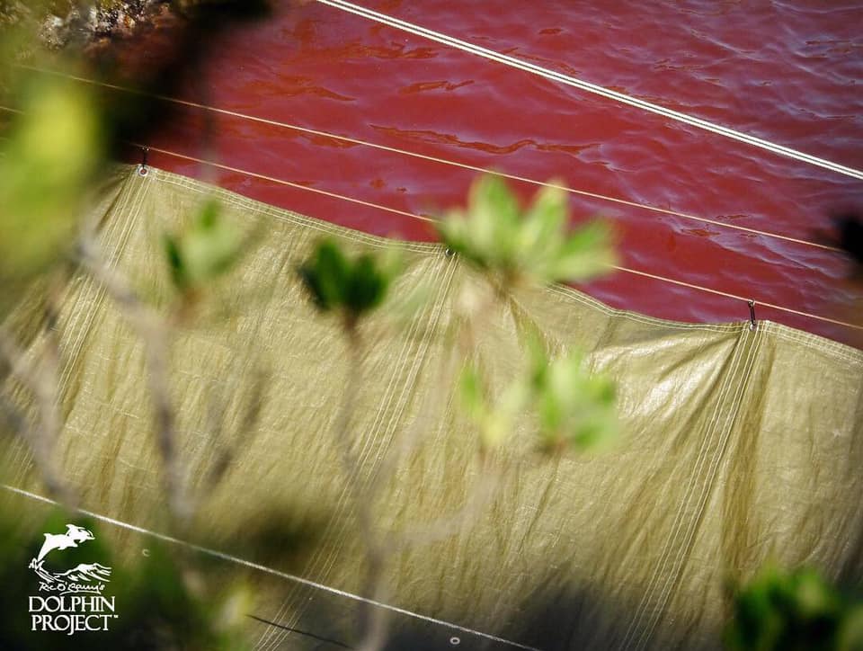Blut der misshandelten und ermordeten Streifendelfin Familie färbt die Bucht in tiefes Rot