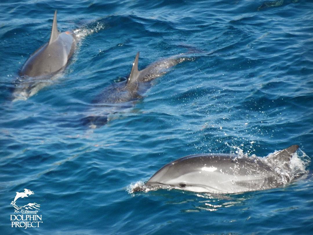 Verzweifelte und verängstigte Streifendelfine gefangen in der Bucht