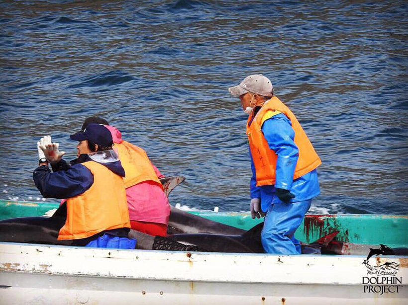 Bild: Blutverschmiertes Boot und blutverschmierte Handschuhe der Monstern währen sie einen verprügelten Weißseiten Delfine in die Käfige abtransportieren