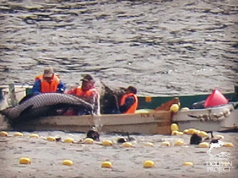 Killer und Trainer zerren einen auserwählten Delfin mit äusserster Gewalt ins Boot