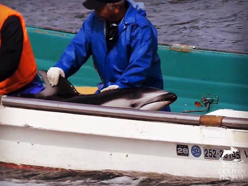 Entführter Weißseiten Delfin während des Abtransports in die Gefangenschaft - Betrachten Sie den hilflosen Blick seiner Augen