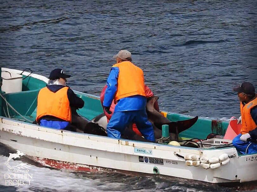 Das Boot befleckt mit Delfinblut von den misshandelten, entführten Weißseiten Delfinen