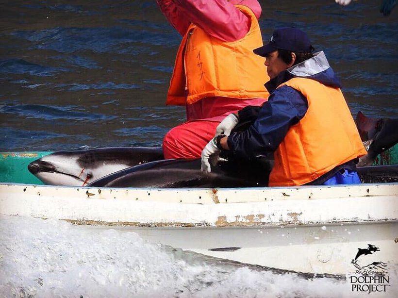 Von der Tortur am Gesicht verwundeter Delfin wird in die Gefangenschaft abtransportiert