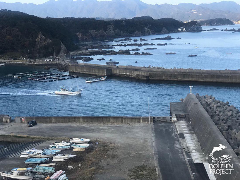 Delfinmörder verlassen zum zweiten mal den Hafen von Taiji um Verbrechen an Delfinen zu begehen