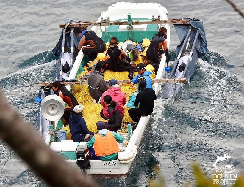 Drei entführte Risso's Delfinkinder während des Abtransports