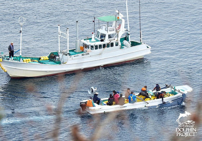 Drei entführte Delfinkinder auf dem Weg in die Sklaverei, zum letzten mal spühren sie ihre Heimat den Ozean