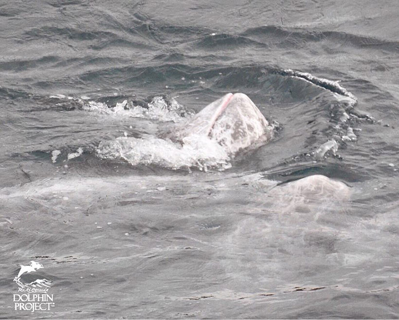 Verängstigte Risso's Delfin Mutter in der Bucht versucht ihr Kind zu beschützen