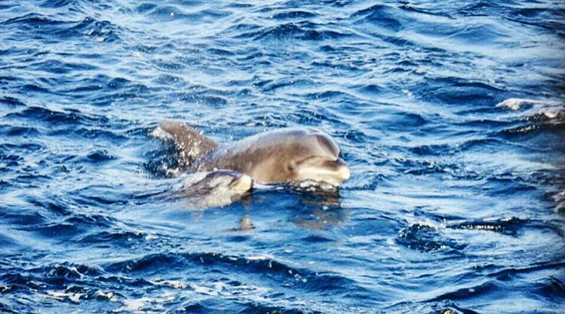 Tümmler Delfinmutter mit ihrem Baby in der Bucht gefangen gehalten