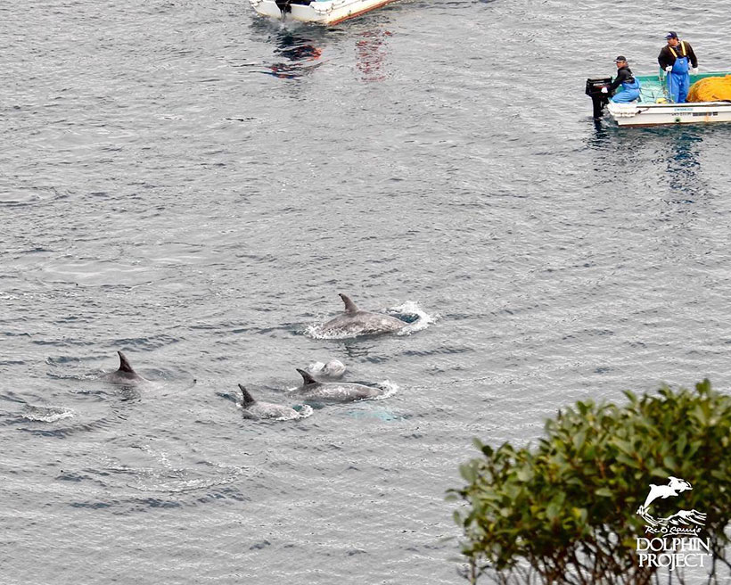 Risso's Delfinfamile beim letzten Versuch vor der Bucht den Mördern zu entkommen