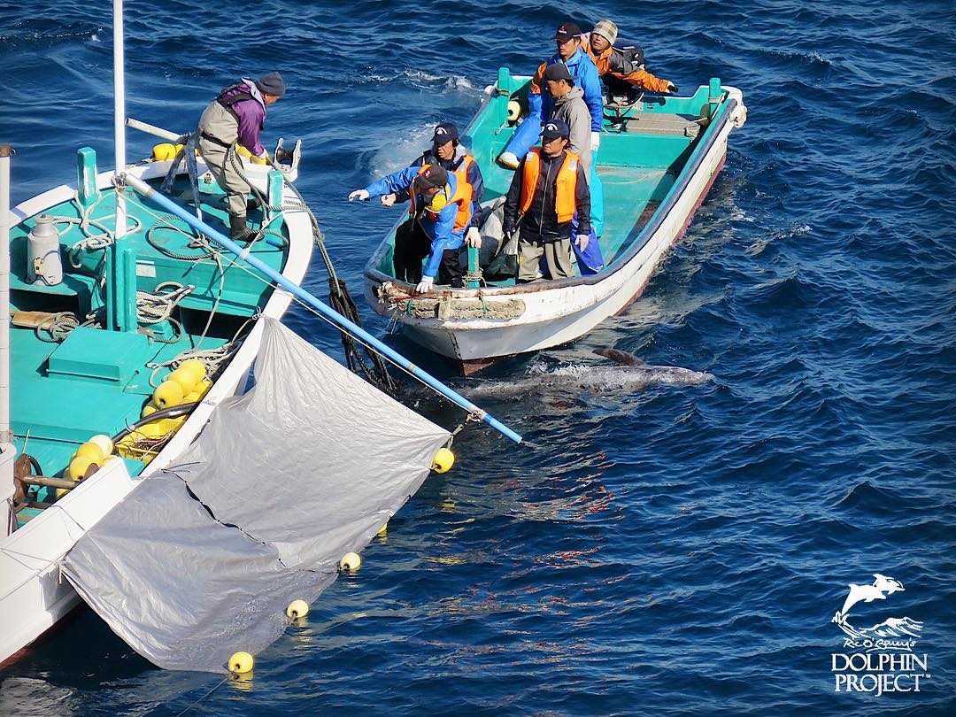 Zusammenkunft der herzlosen Delfinmörder vor der Bucht, sie übergaben einige Risso's Delfine einem grösseren Jagdschiff