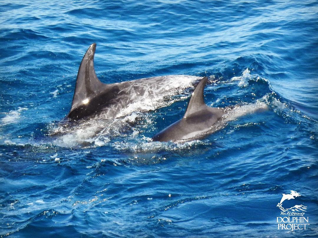 Risso's Delfinmutter mit ihrem Kind in der Bucht , das vermutlich entführt wurde
