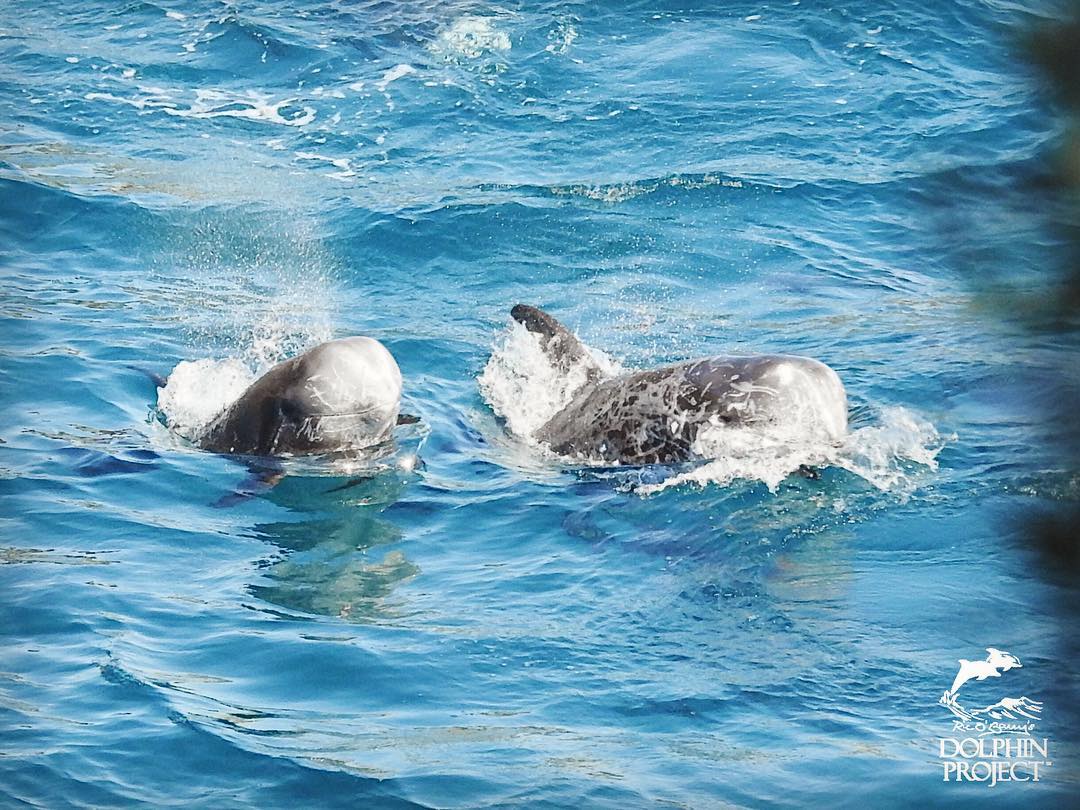 Risso's Delfinmutter mit ihrem erschöpften Kind in der Bucht nach der kräftezehrenden Treibjagd