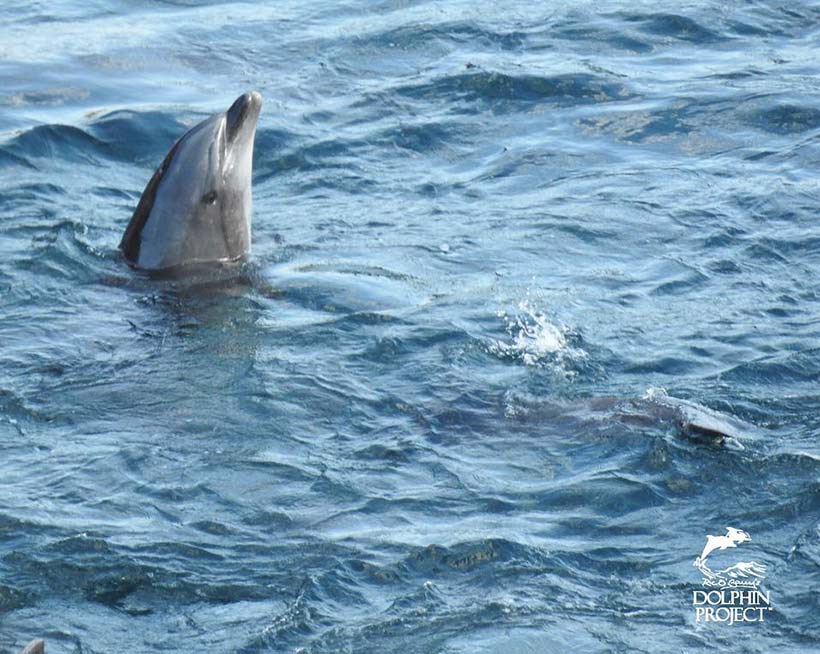 In grösste Angst geratener Delfin in der Bucht hebt seinen Kopf aus dem Wasser um zu sehen was geschieht