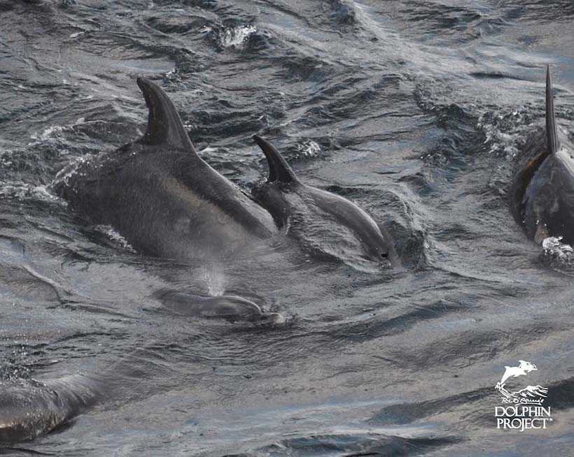 Zwei verängstigte kleine Delfinbabys schwimmen neben einem erwachsenen Delfin, vielleicht wurden sie während der brutalen Treibjagd von ihrer Mutter getrennt