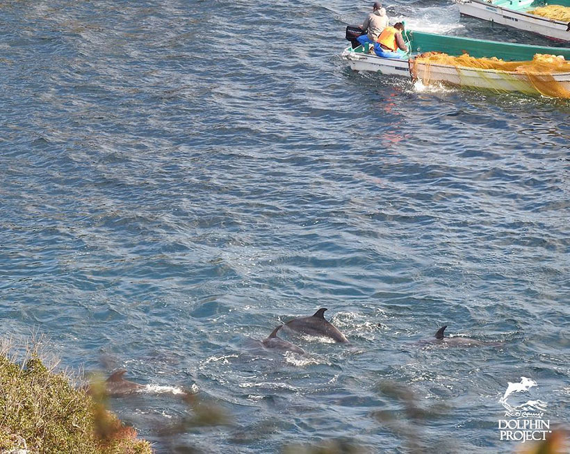 Die Delfinfamilie wird kurz vor dem Eingang zur Bucht terrorisiert