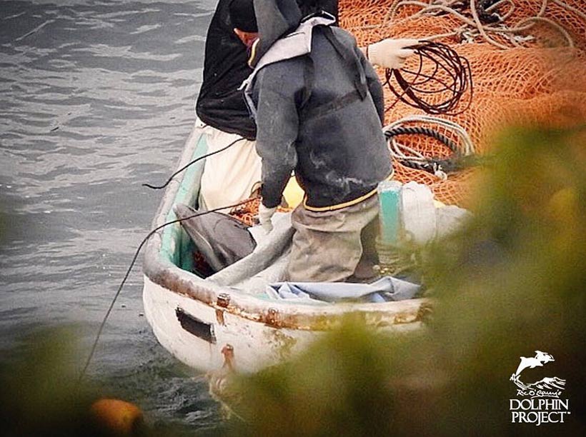 Totes Delfinbaby wurde ins Boor gezogen 