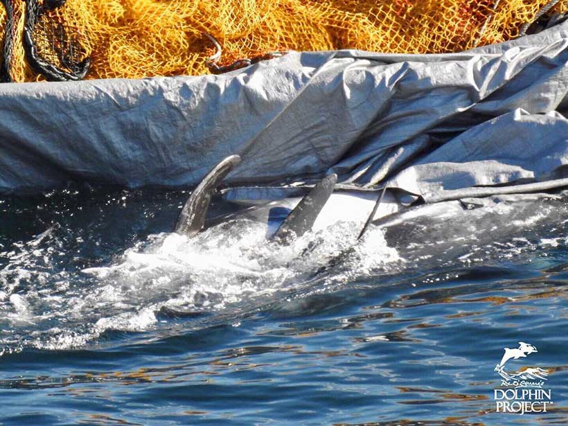 Abtransport von mehreren erstochenen Risso's Delfinen 