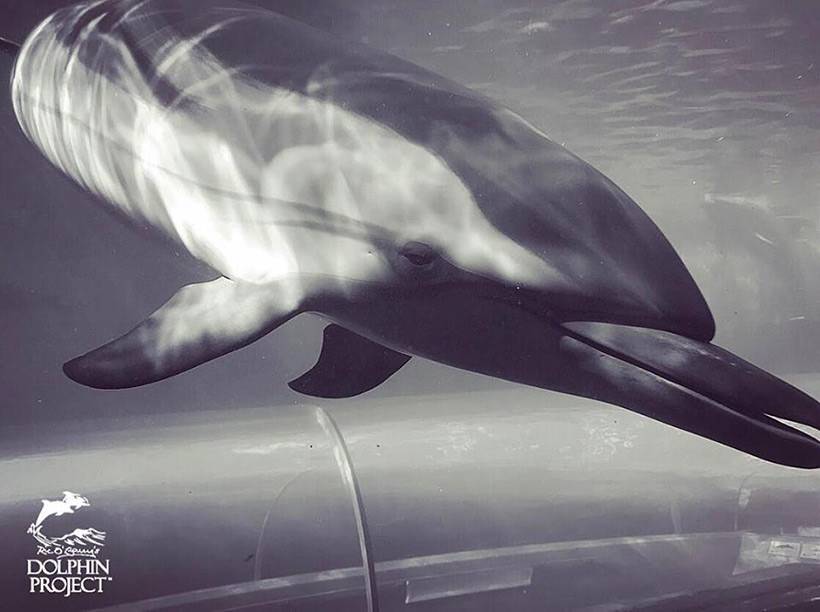Ein Überlebender Streifendelfin einer vorgehenden Treibjagd wird im Taiji Whale Museum als lebendes Schauobjekt gefangen gehalten um mit ihm Einnahmen zu generieren