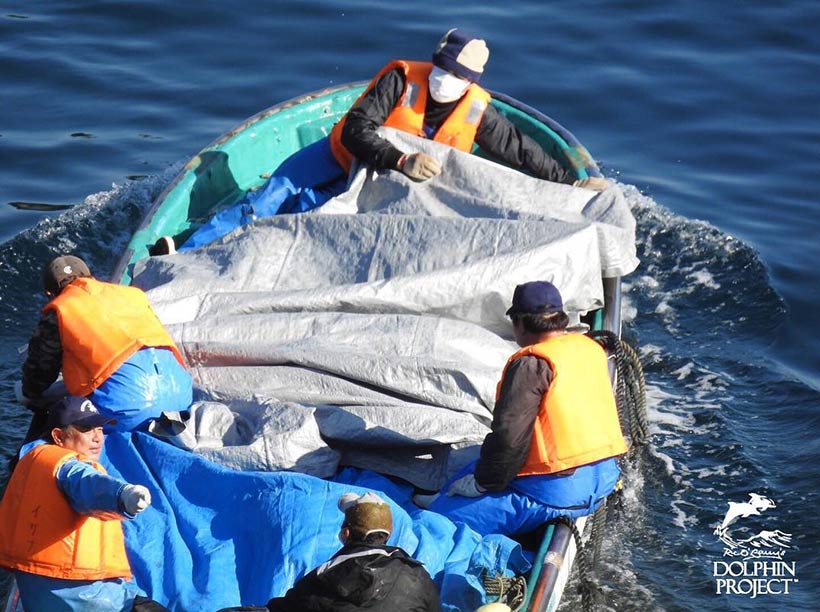Die Leichen der Pest-Kontrollierten Delfinfamilie werden mit einem Boot ins Schächterhaus geliefert