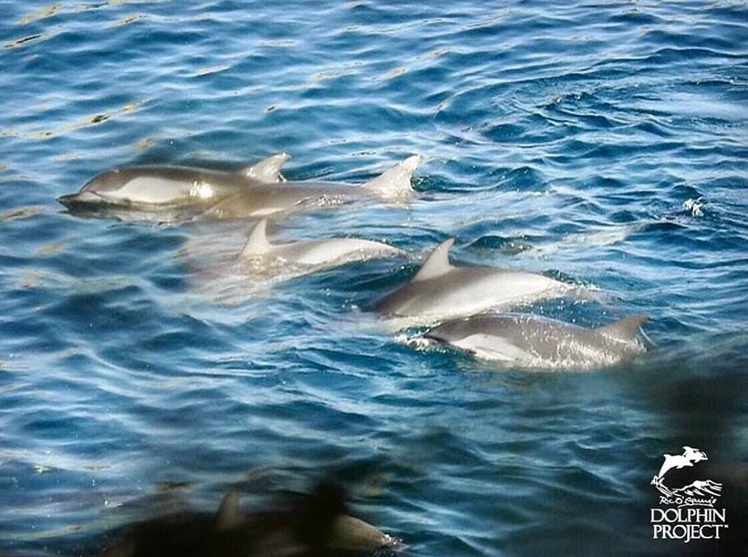 Zum Letzten mal sind diese Erwachsenen und ein Delfinkind eine Familie bevor sie später ermordet werden