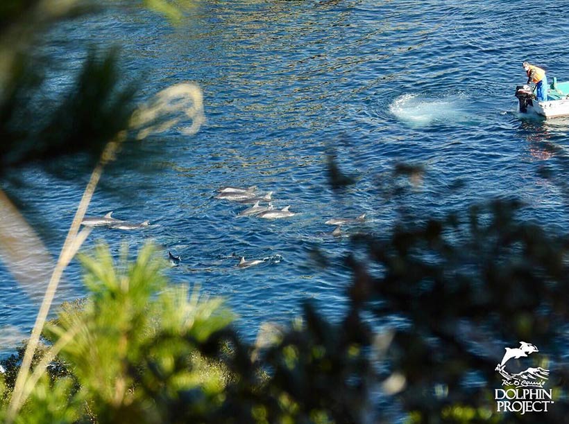 Erschöpfte und verängstigte Streifendelfine während des Terrors vor der japanischen Bucht