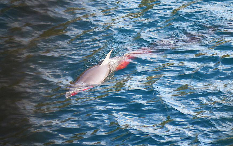 Ein weiterer durch Terror und Gewalt schwer verletzter Delfin blutet aus Mund und Körper