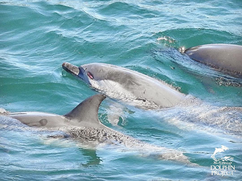 Dieser Delfin in der Mitte wurde von einem Boot überfahren und von der Schiffsschraube verletzt