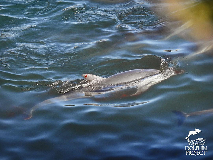 Delfin mit mehreren Verlezungen am Körper durch rücksichtslose Gewalt zugefügt