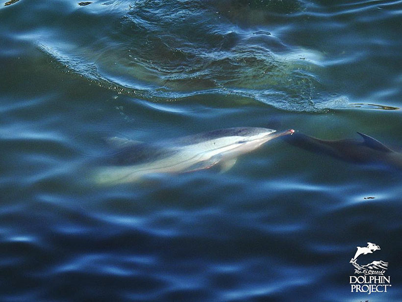 Delfin mit blutender Schnauzenspitze