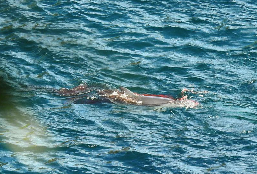 Schwer verletzter Delfin nach dem ihn Killer rücksichtslos mit dem Boot überfuhren