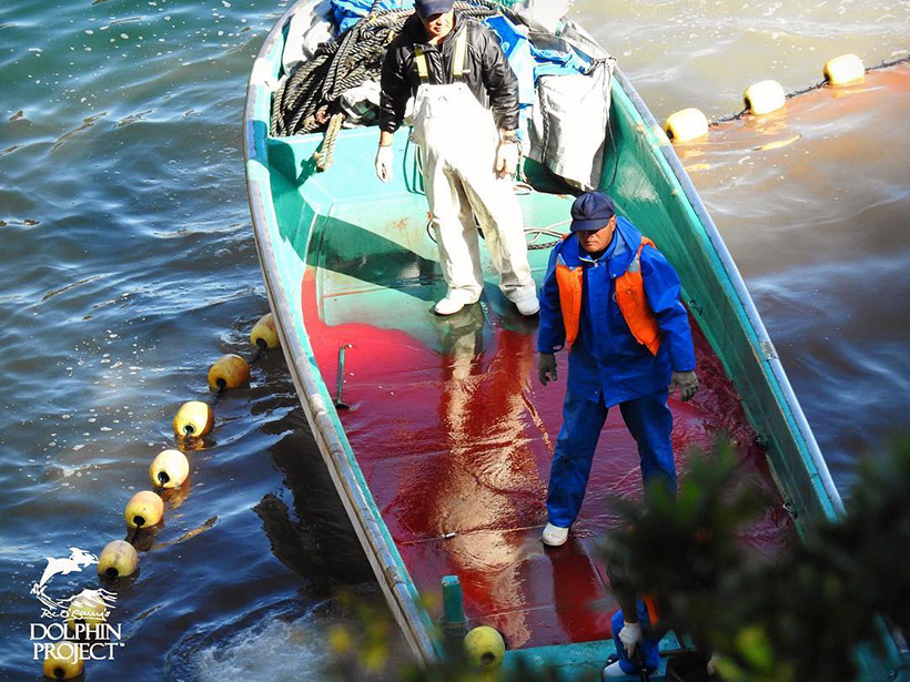 Boot voller Blut von schwer verletzten Delfinen die sie aus den Netzen zogen