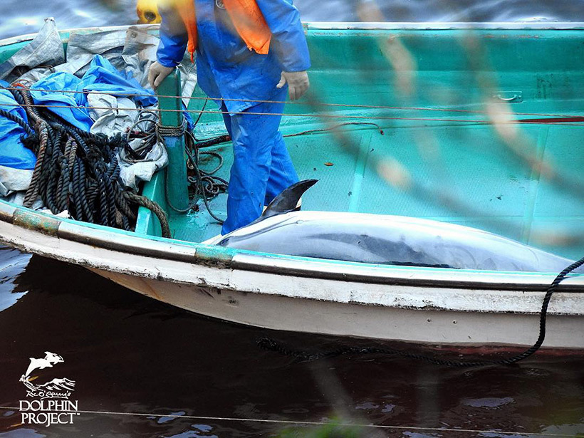 Ein Mörder riss diesen Delfin gewaltsam aus dem Netz und warf ihn ins Boot