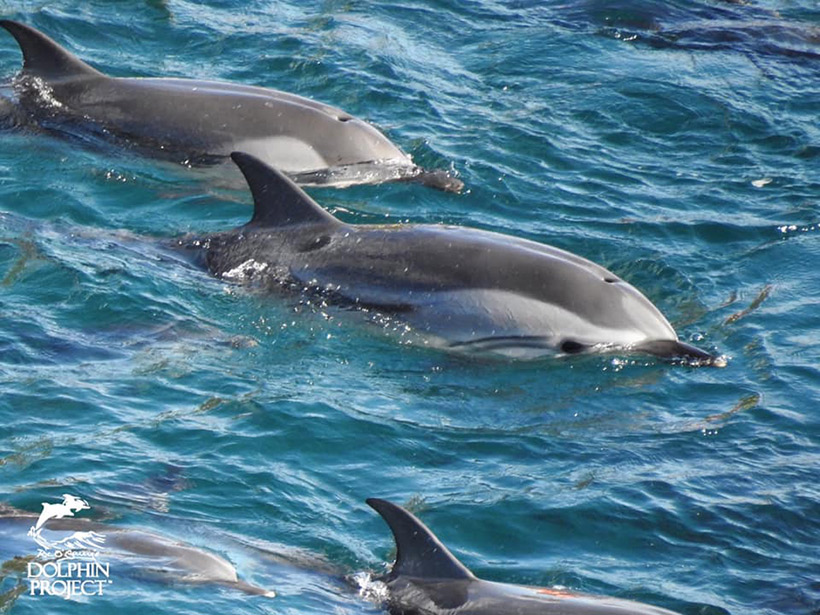 Diese kleinen Delfinbabys wurden heute zusammen mit ihren Mütter in Taiji Japan ermordet