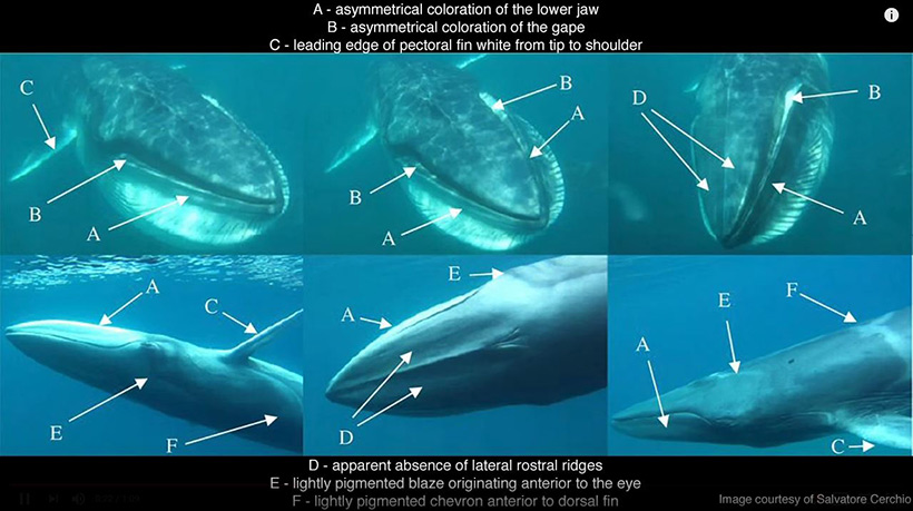 Unterschiede von Sei Wal und Balaenoptera omurai, Omura Wal , die nur von Profis zu erkennen sind