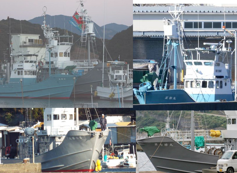 Jedes Jahr steuern japanische Walfangschiffe während den grausamen Delfinschlachtungen Taiji an. Japan hat immer, seit 33 Jahren, illegalen kommerziellen Walfang in ihren Gewässern betrieben. Aufnahmen Dolphin Project und Sea shepherd Cove Guardians in unterschiedlichen Jahren in Taiji Japan