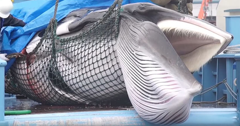 Illegal getöteter Zwergwal (Minke Whale) in Japan