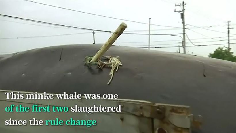 Die japanische Harpune steckt noch im Rücken in einem der beiden getöteten Zwergwale. Unfassbar wie dieser Wal lange, lange, lange...gelitten haben musste. Diese Verletzung ist zwar schwerwiegend, führte aber nicht gleich zum Tod.