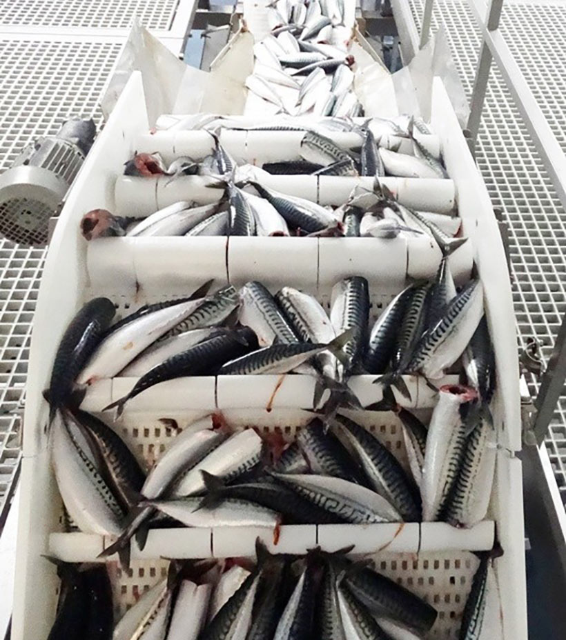 Industrielle Verarbeitung von 840 Tonnen gefangener Makrelen in den Färöer Inseln von einem einzigen Schiff- Stehlen des Futters der Meeressäuger wie Wale, Delfine, Robben ..und Raubfische wie Grossbarsche und Haiarten...