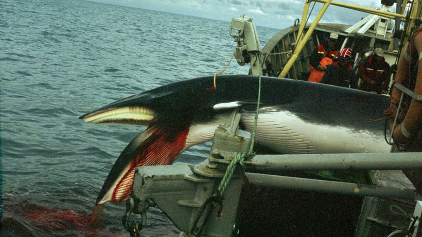 Illegal getöteter Zwergwal (Minke Whale) in Norwegen