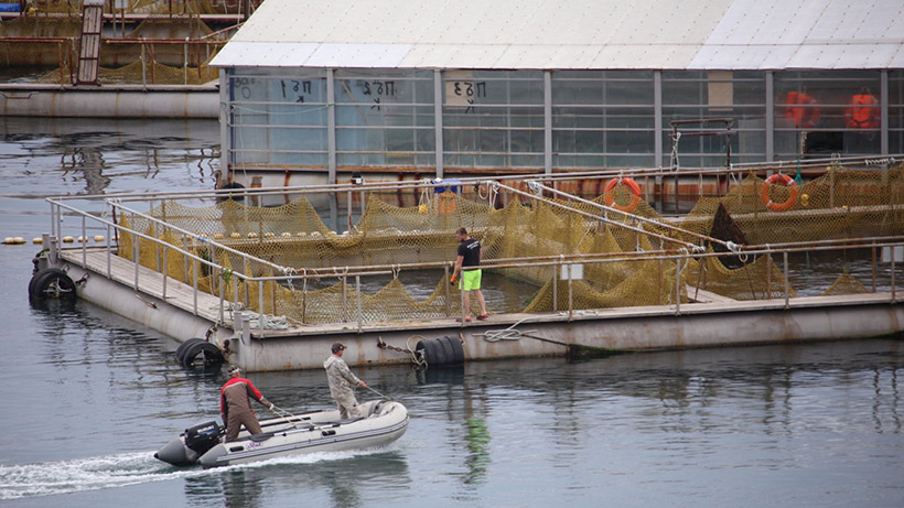 Aktivität im Walgefängnis seit Freitag