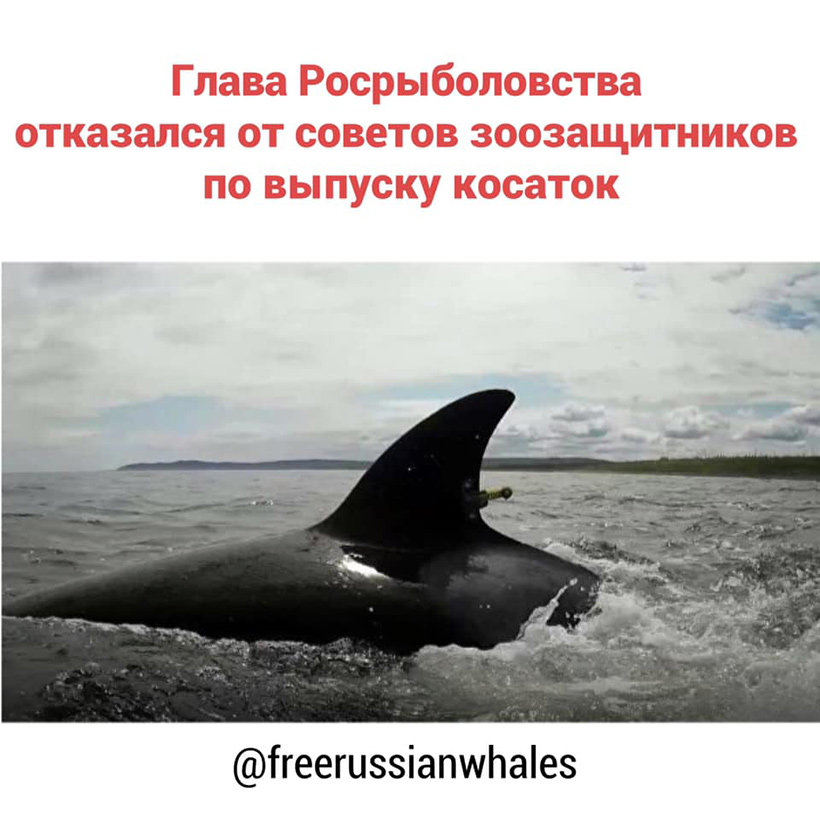 Campaign und Information der russischen Umweltschutz Gruppe Free Russian Whales