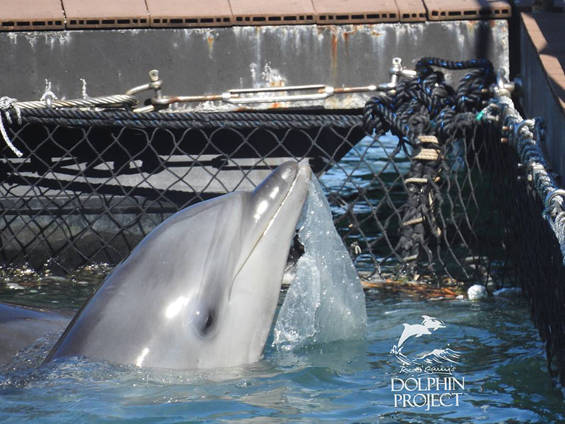 Gefangener Delfin in Taiji Japan bietet einem Trainer einen Plastikbeutel als Tauschgeschäft an: Geschenk gegen Freiheit