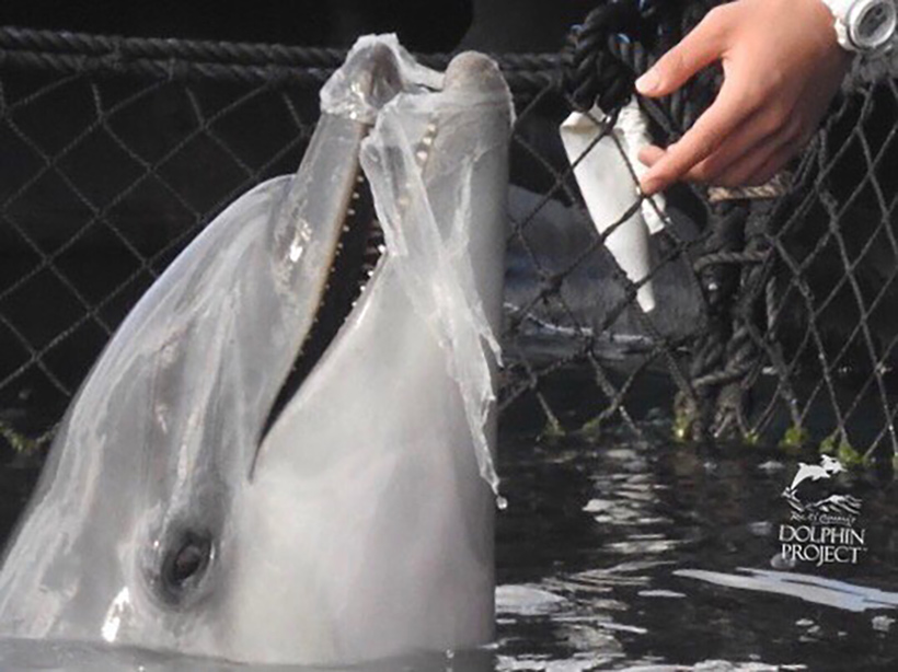 Dolphin Base Taiji Japan, ein gefangener Delfin spielt stundenlang aus Langeweile mit einem Stück Plastik . Als der Trainer versuchte es ihm aufzunehmen, zog sich der Delfin wiederholt zurück und weigerte sich es loszulassen