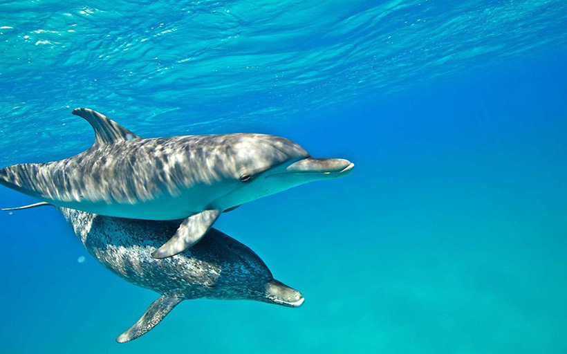 Berührung ist für Delfine wichtiger Teil und Ausdruck sozialer Verbundenheit